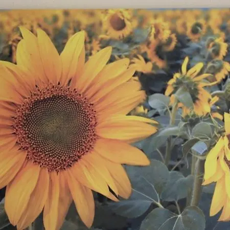 I Girasoli *